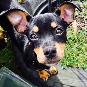 Meet your Posher, Corinne